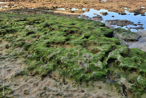 Seabed on low tide. Las Canteras Beach, Las Palmas, Gran Canaria, Spain.
