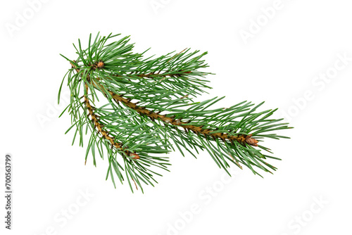 spring pine on a white isolated background	