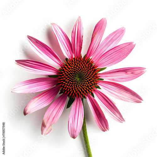 flower of medicinal echinacea plant on white background