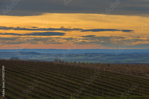 Beautiful evening landscape at sunset with vineyards. Palava region in South Moravia.
