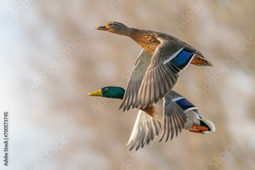 Two Mallard duck in flight (Anas platyrhynchos). In perfect sync. Gelderland in the Netherlands. 