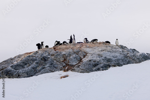 An Adelie penguin colony with a pair pointing their beaks to the sky. photo