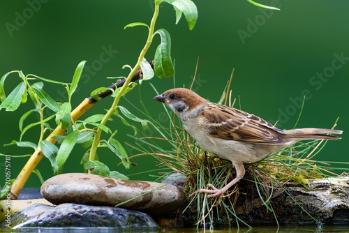 Tree sparrow on the grass by the water of a bird watering hole. Czech Republic.