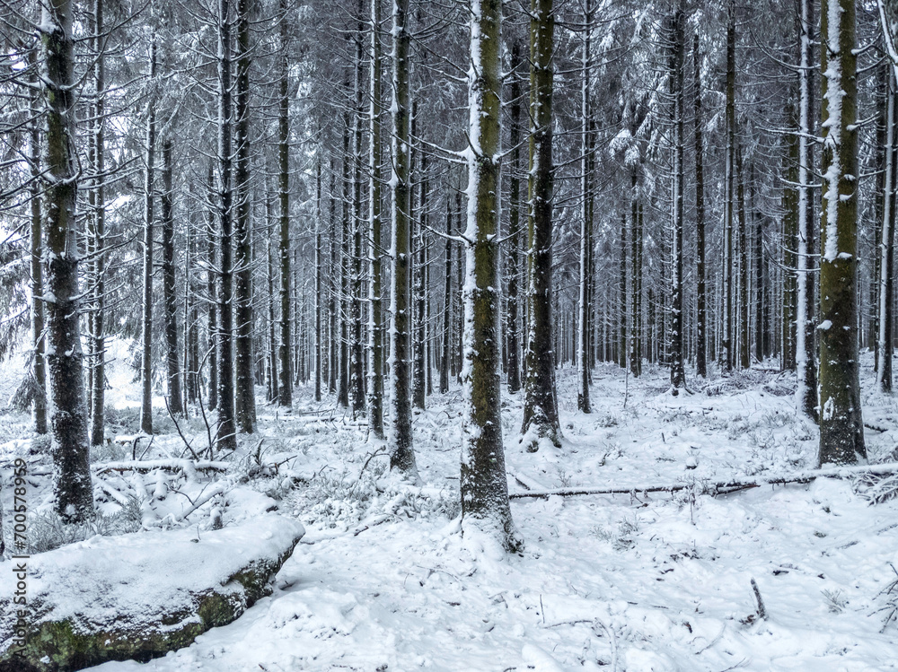 Snowy forest in the Belgian High Fens region Snowy forest in the Belgian High Fens region