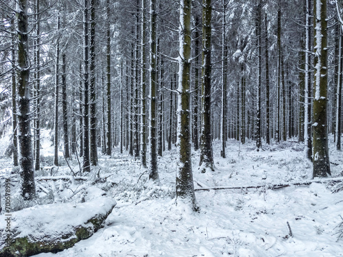 Snowy forest in the Belgian High Fens region