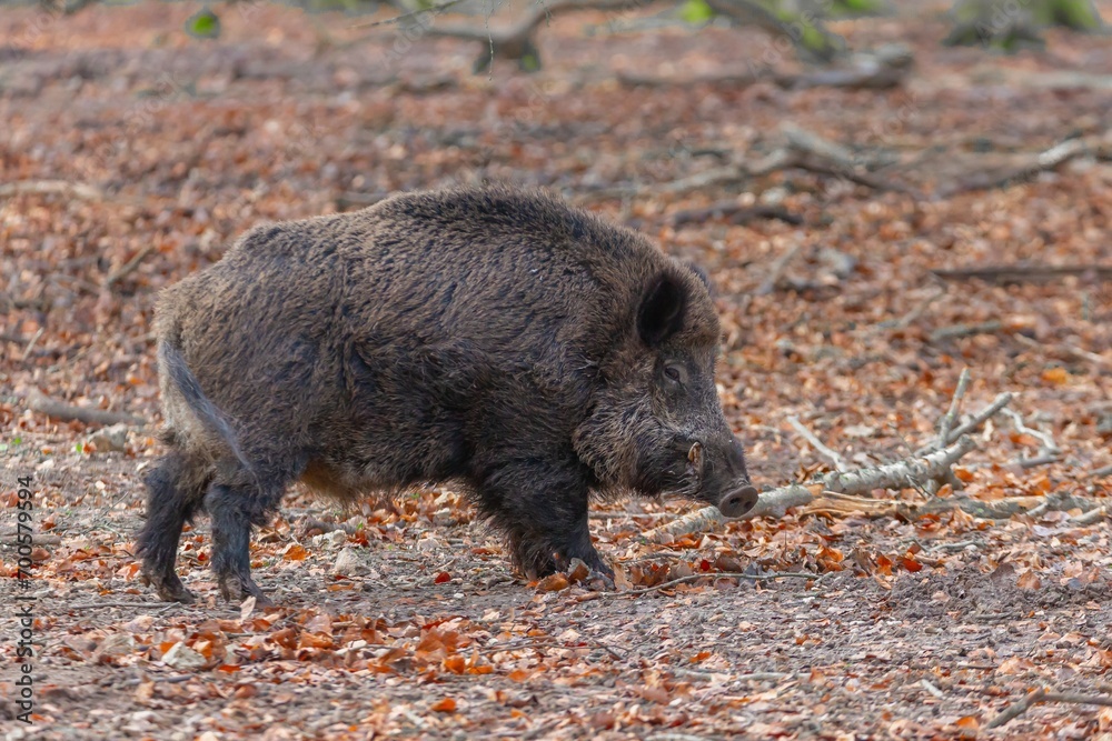 Sanglier en promenade en foret 