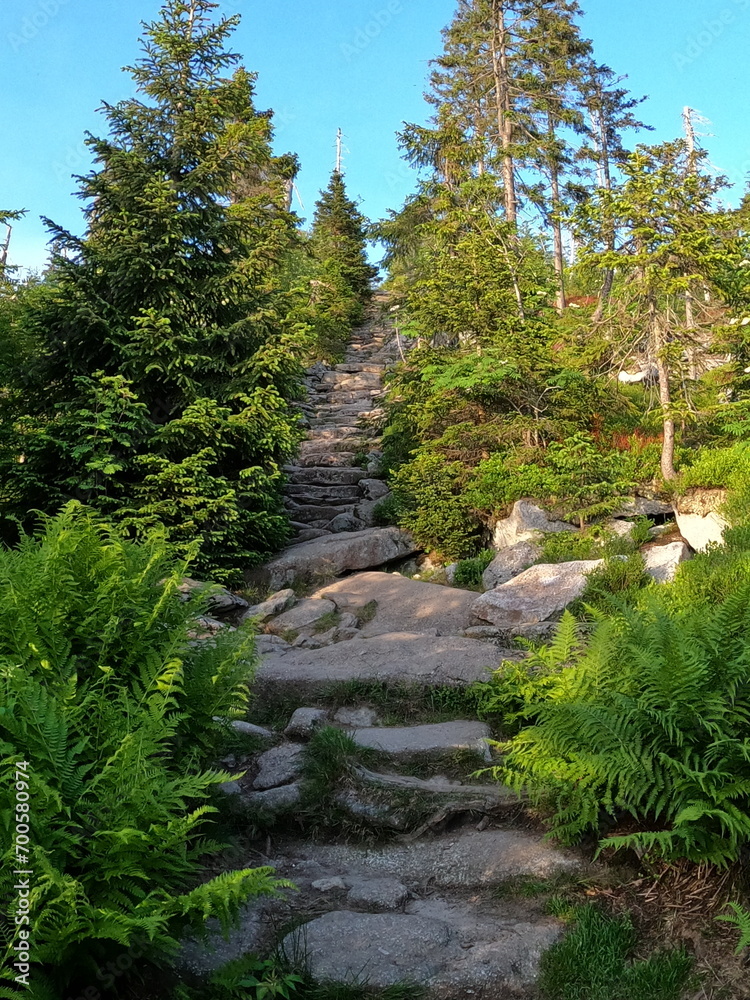 Bavarian forest stone path green trees
