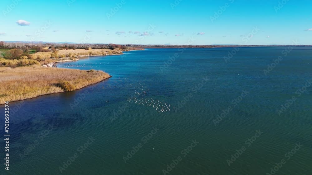 Tranquil waters edge with a flock of birds Tranquil waters edge with a flock of birds