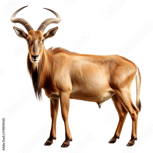 Portrait of Hartebeest animal, isolated on transparent or white background photo
