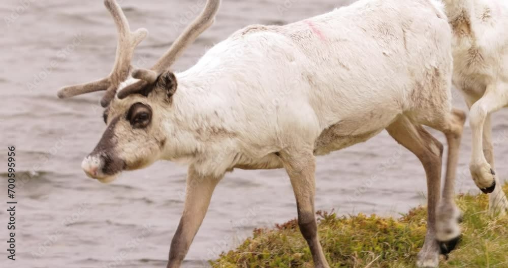 Reindeers in natural environment, the North of Norway, Nordkapp. Beautiful nature of Norway.