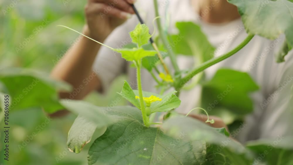 Melon plant pollination farm technology in hydroponic farming 
