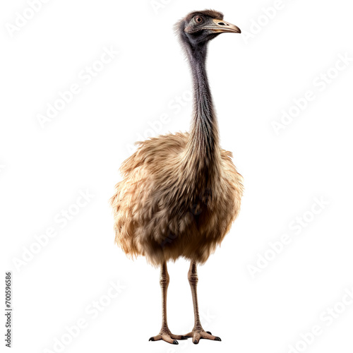 Portrait of ostrich animal standing, isolated on transparent or white background