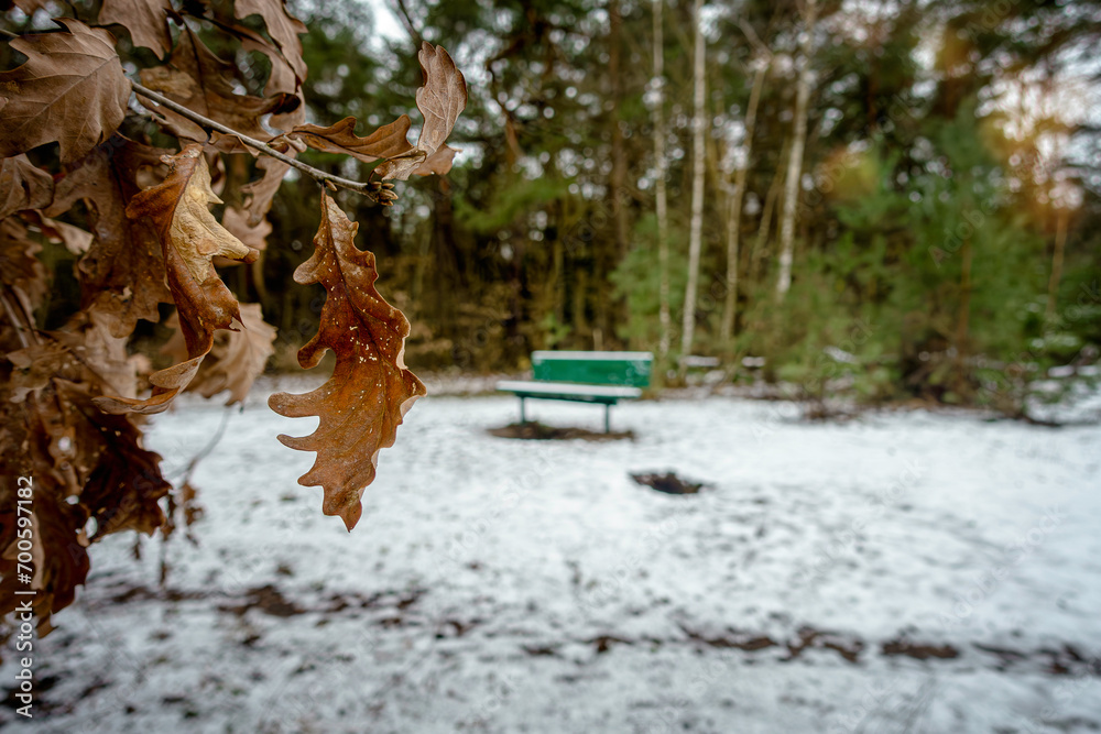 Obraz premium Herbstlaub im Winter