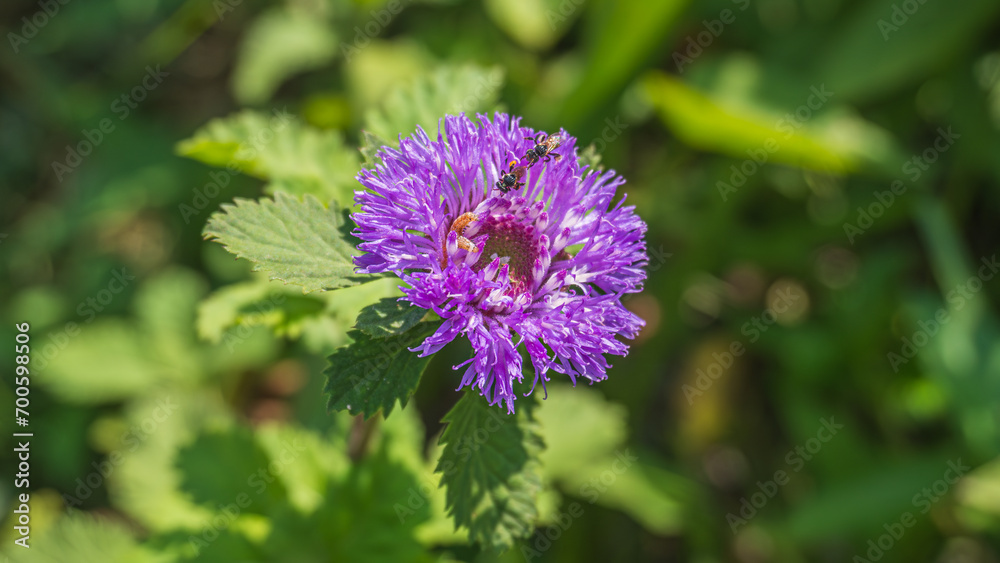 Close up of a bees and worm on blooming Brazil button flower or Larkdaisy on blurred natural green background with copy space. Close up of a bees and worm on blooming Brazil button flower or Larkdaisy on blurred natural green background with copy space.