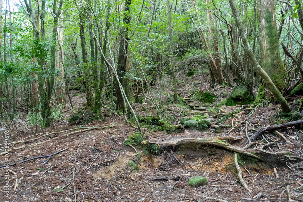 Trail in Shiratani Unsuikyo Ravine on Yakushima Island Trail in Shiratani Unsuikyo Ravine on Yakushima Island