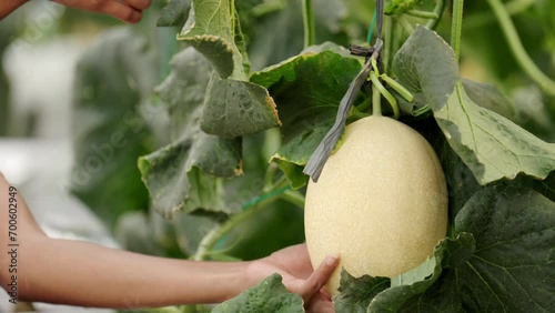 Close-up of harvesting ripe muskmelon in hydroponic greenhouse environment