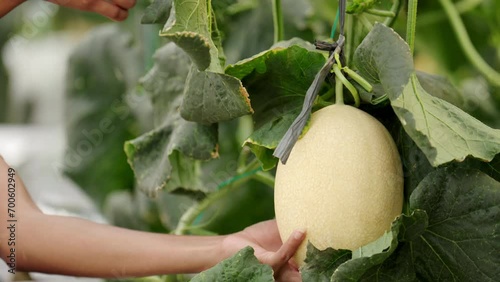 Close-up of harvesting ripe muskmelon in hydroponic greenhouse environment photo