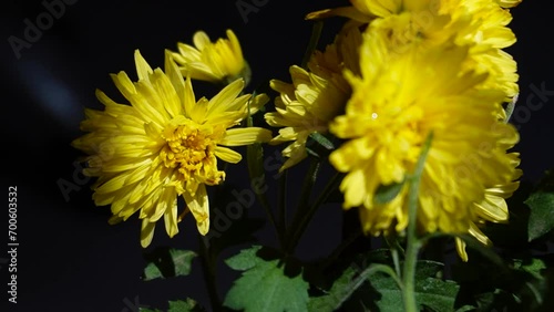 yellow dandelion flower