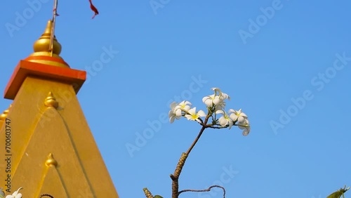 White flowers on tree