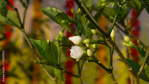 White flowers