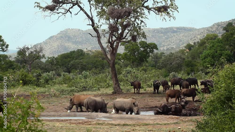 Three Southern white rhinoceros sharing waterhole with herd of buffalo in Kruger National park, South Africa ; Specie Ceratotherium simum simum family of Rhinocerotidae Three Southern white rhinoceros sharing waterhole with herd of buffalo in Kruger National park, South Africa ; Specie Ceratotherium simum simum family of Rhinocerotidae