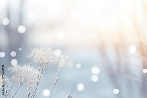 The grass in the cold season with a white bokeh feels like snow.