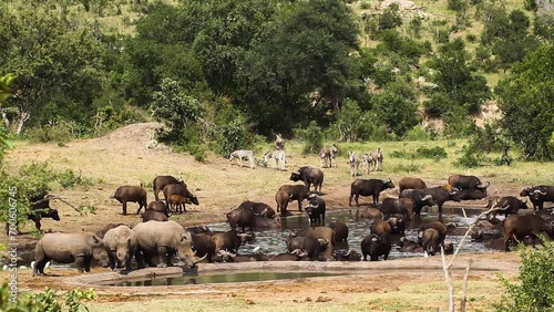 Three Southern white rhinoceros sharing waterhole with herd of buffalo in Kruger National park, South Africa ; Specie Ceratotherium simum simum family of Rhinocerotidae photo