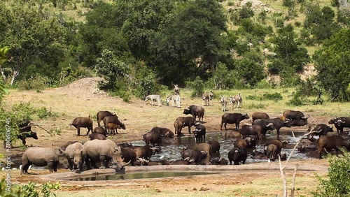 Three Southern white rhinoceros sharing waterhole with herd of buffalo in Kruger National park, South Africa ; Specie Ceratotherium simum simum family of Rhinocerotidae