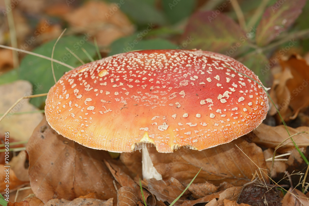 Obraz premium Closeup on a colorful red but poisonous fly agaric mushroom, Amanita Muscaria on the forest floor