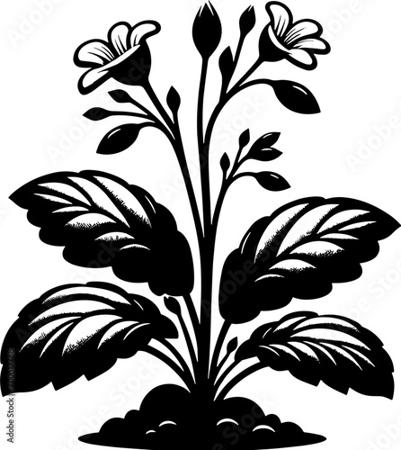 Goodeniaceae plant icon 6