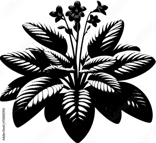 Gesneriaceae plant icon 11