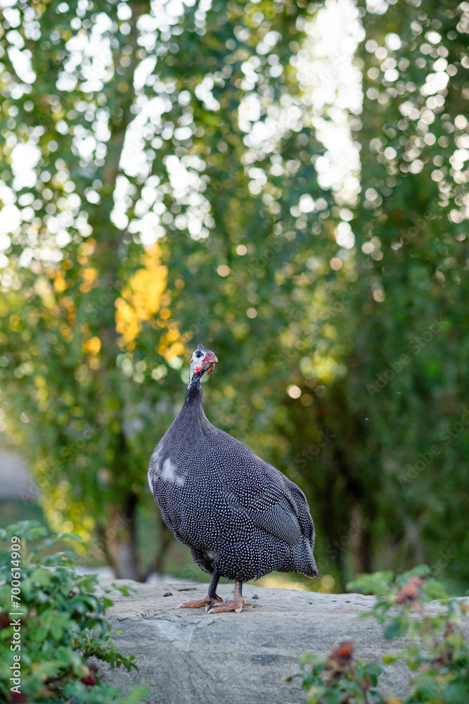 Fototapeta premium Guinea fowl walks in the park in summer, close-up. Wild bird on a walk