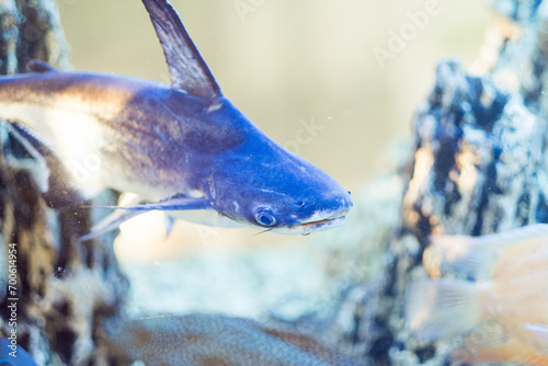 Pangasius aquarium close-up. Beautiful fish in the water photo