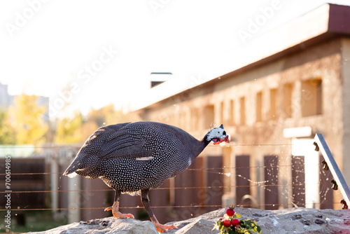 In summer, guinea fowl walk in the park, close-up against the backdrop of the city. Wild bird on a walk