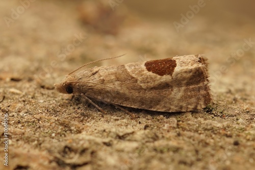 Closeup on the Bramble shoot micro tortricid moth, Notocelia uddmanniana, a plant parasite pest of raspberries sitting on wood photo
