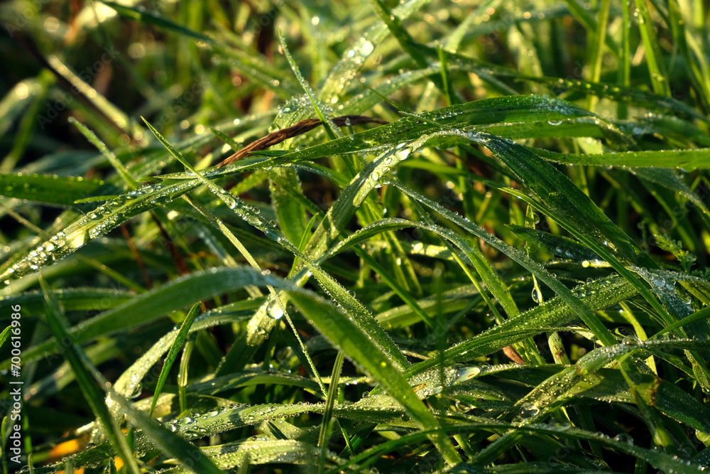 Fresh green grass with dew drops close up Fresh green grass with dew drops close up