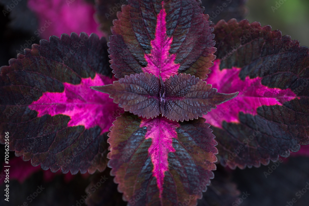 Purple Coleus Plant