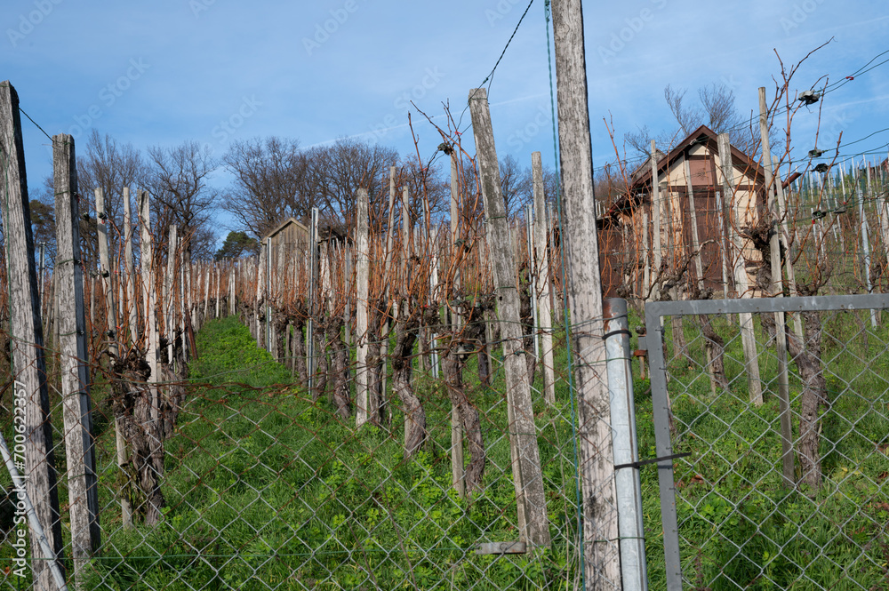 Obraz premium Alter Weinberg und alte Hütte am Hang bei Stuttgart, Deutschland