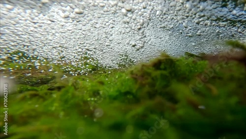 Counter flow of water with air bubbles over green algae on shallow at the waterfall, Panorama, Slow motion photo