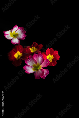 red and white flowers