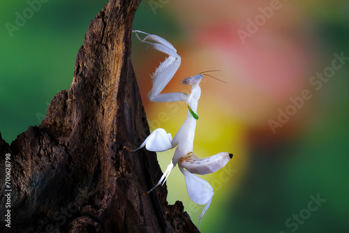 orchid mantis walking on wood, Hymenopus coronatus