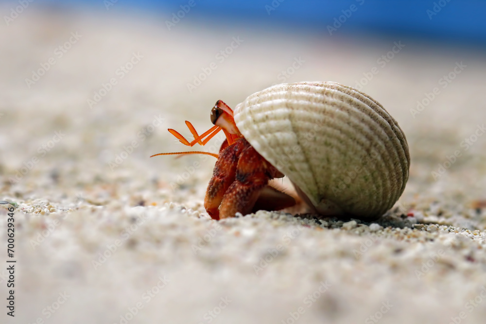hermit crab wallking on sea sand, Coenobita clypeatus, animal closeup