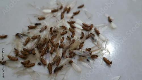 A group of dead dying flying termites or winged termites, also known as laron or Isoptera photo