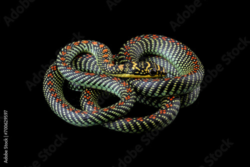 Flying snake or gliding snake isolated on black background, Chrysopelea