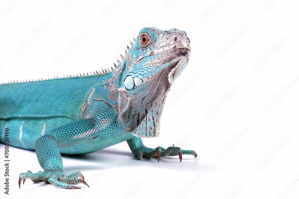 Obraz premium Blue Iguana isolated on white, blue Iguana Cyclura Lewisi, Grand Cayman Blue Iguana