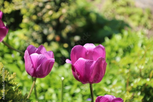 Violette Tulpen