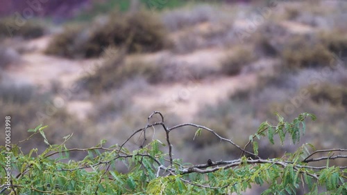 A wintering Pipit (Anthus sp.) on an acacia bush in the middle of a mountain bushy semi-desert. Island of Hormuz. Iran photo