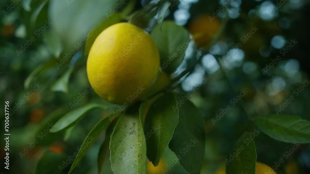 Close-up ripe lemons hanging on tree. Farmer man picking ripe lemons Close-up ripe lemons hanging on tree. Farmer man picking ripe lemons