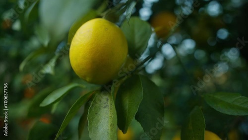Wallpaper Mural Close-up ripe lemons hanging on tree. Farmer man picking ripe lemons Torontodigital.ca