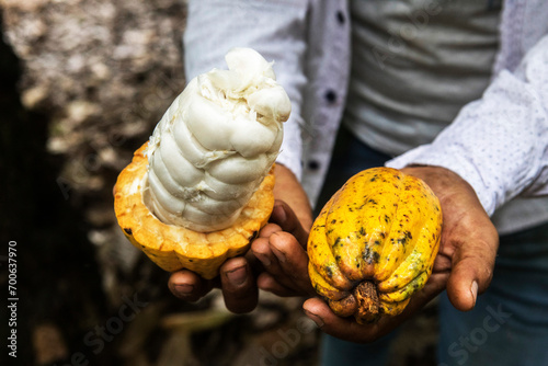 Fotografie cacao chuncho